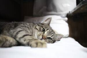 Врятований котик з Донеччини