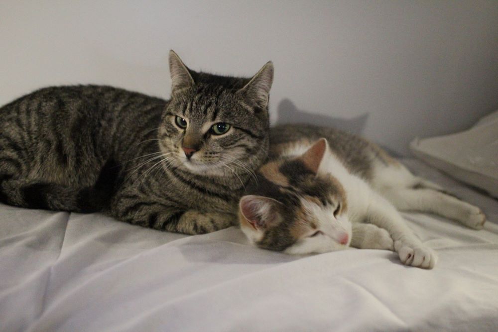 Врятовані котики з Донеччини у поїзді